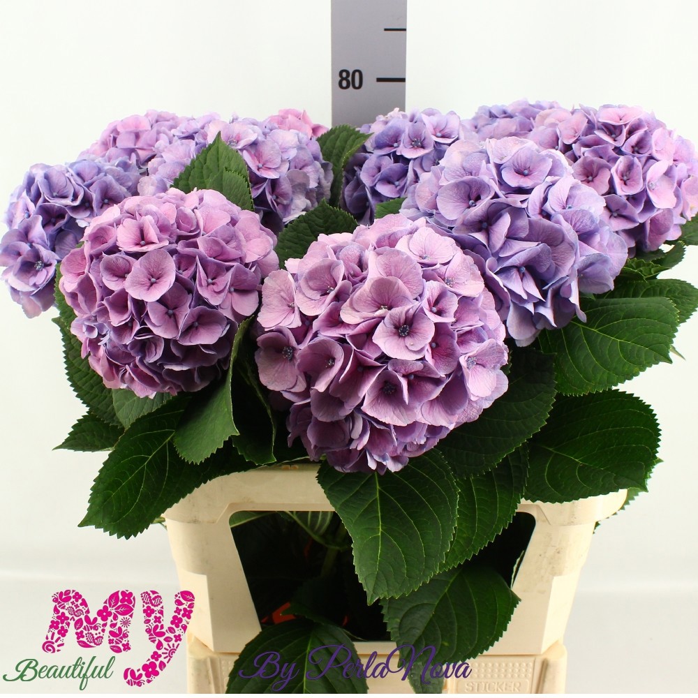 Гортензия Май Бьютифул Хэвен Блю 80, шт.