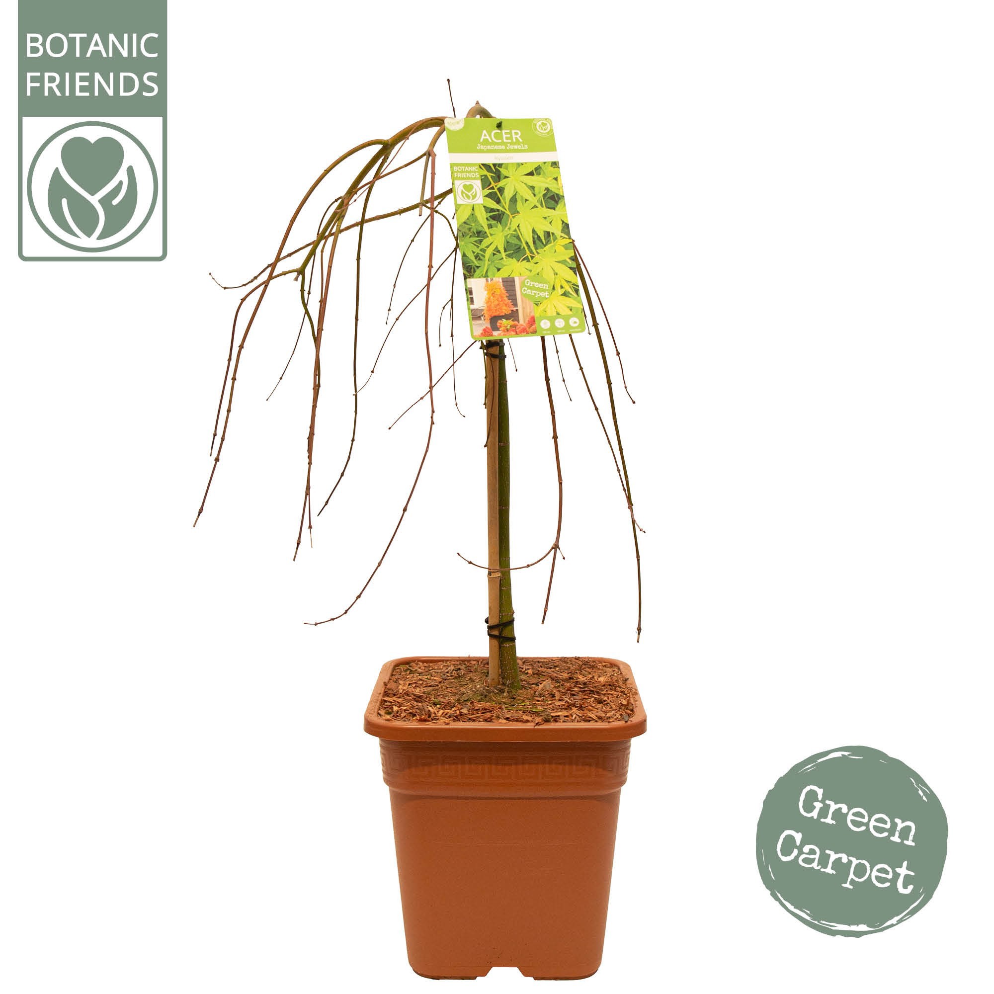 Acer palm. 'Ryusen' VK14 laagstam, D 28