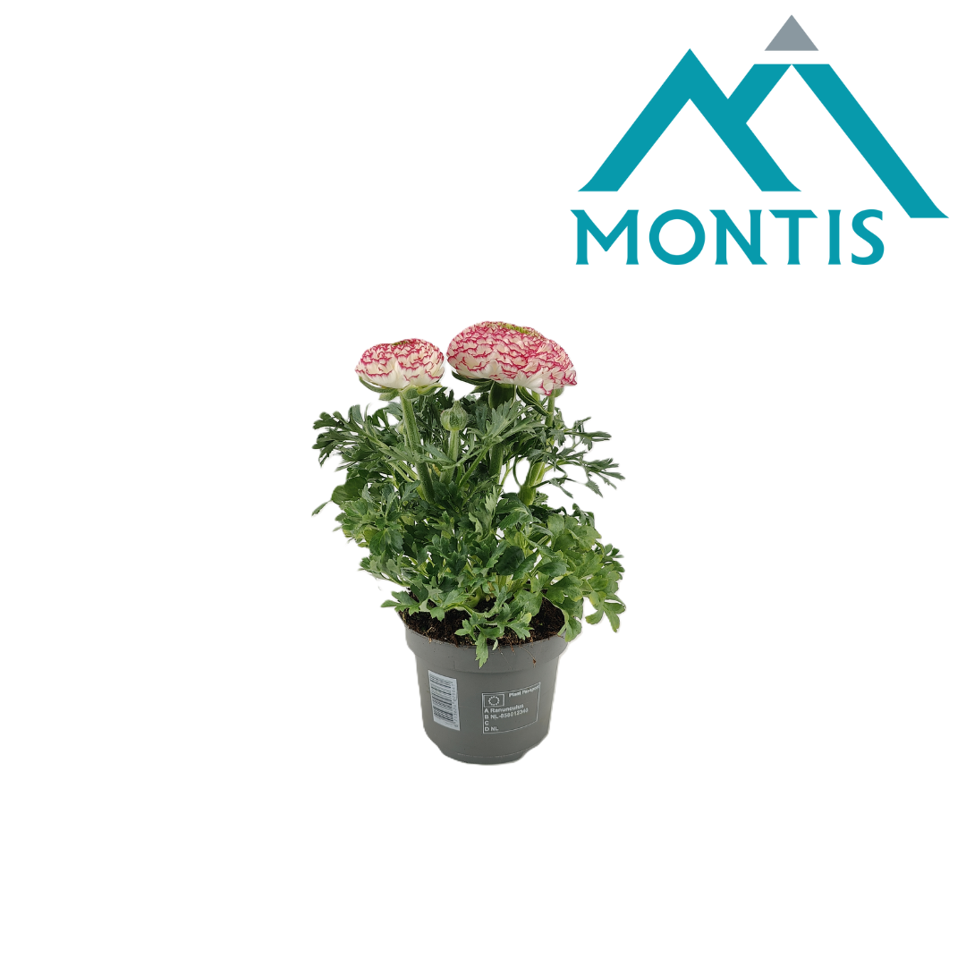 Ranunculus Sprinkles Violet Bicolor 13 cm, D 13