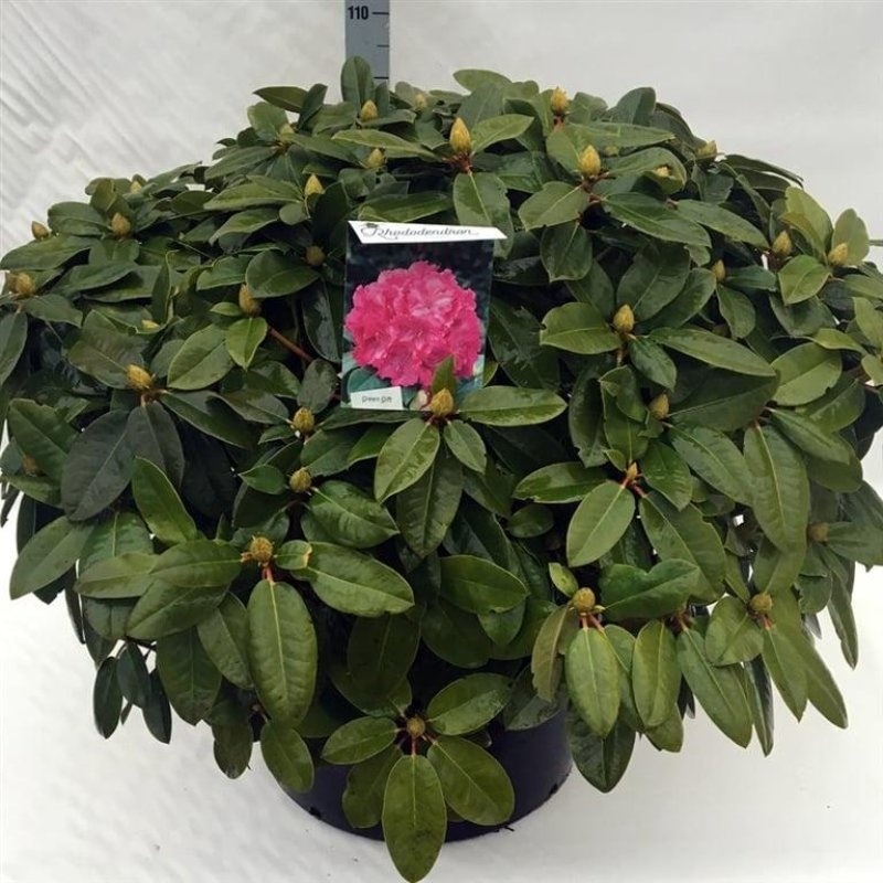 Rhododendron 'Germania', D 80