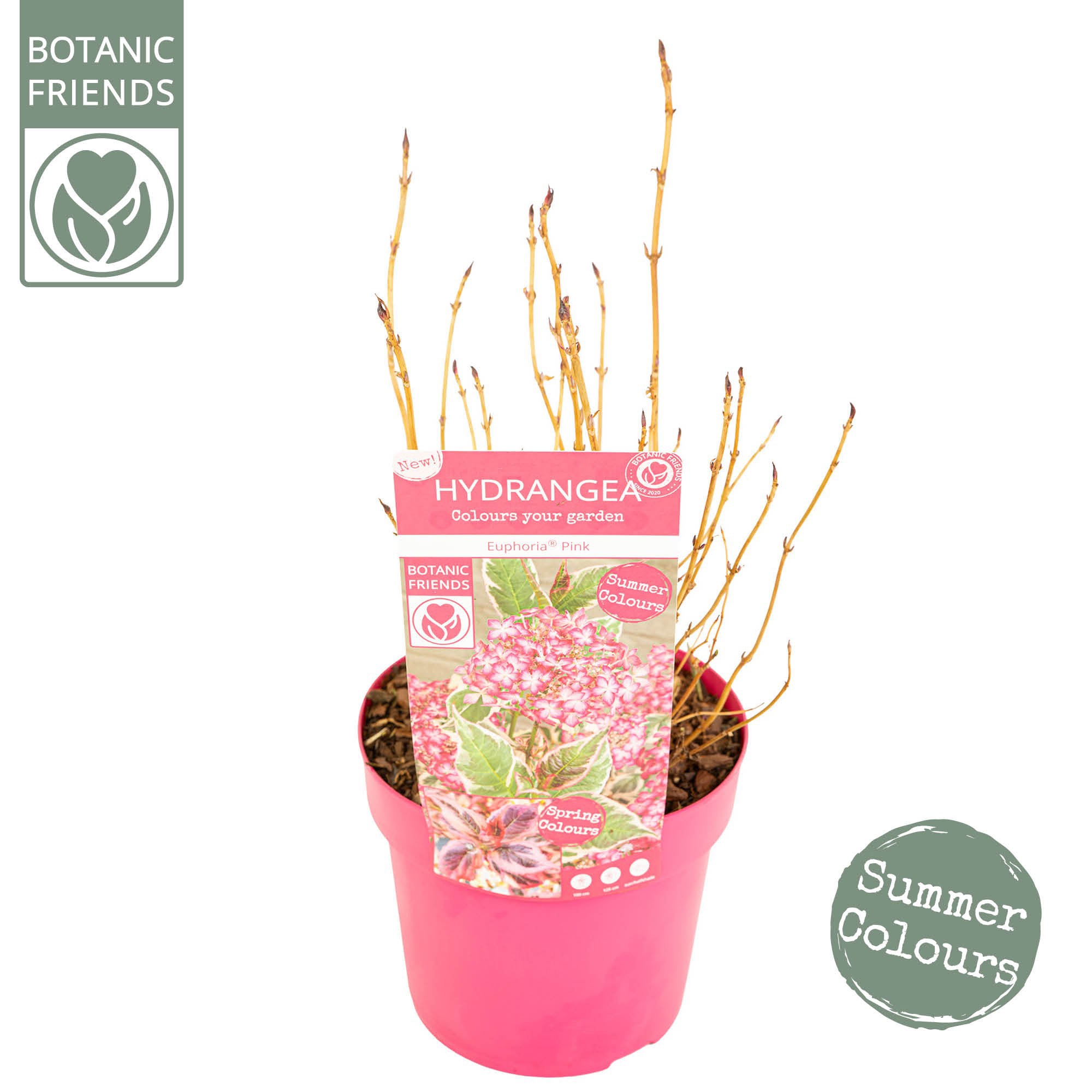 Hydrangea serrata Euphoria 'Pink', D 19