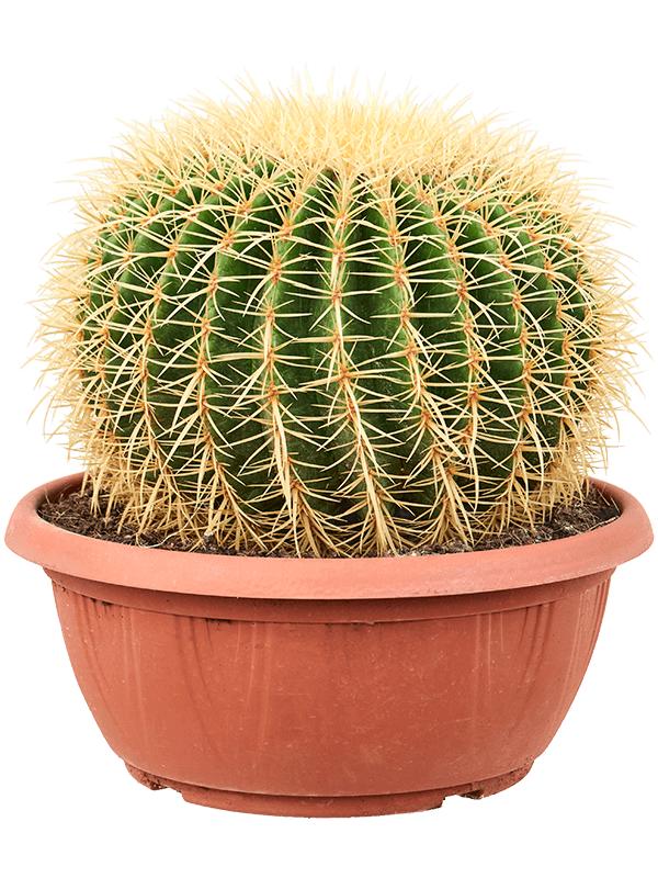 Echinocactus grusonii, D 35 cm