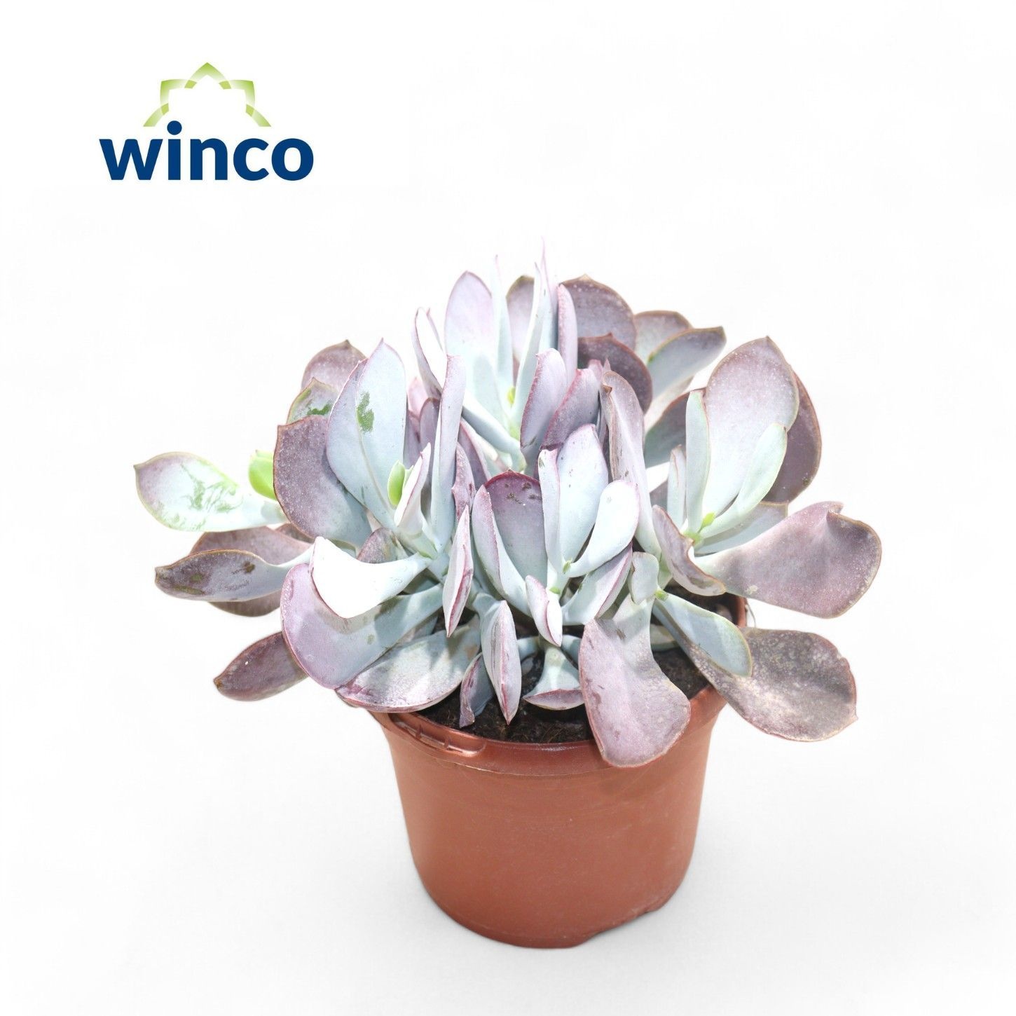 Cotyledon Karoo (Pink Leaf), D 17 cm