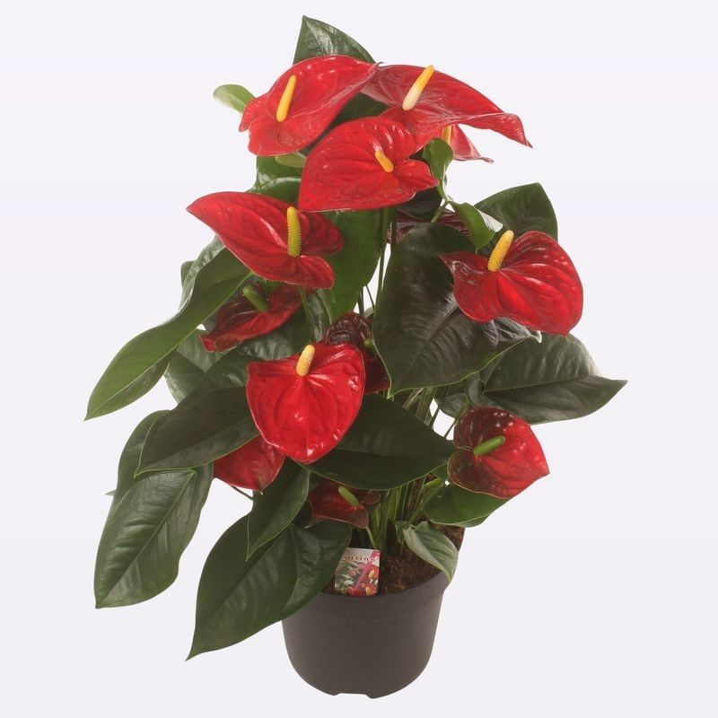 Anth. Famous Red P24., D 24