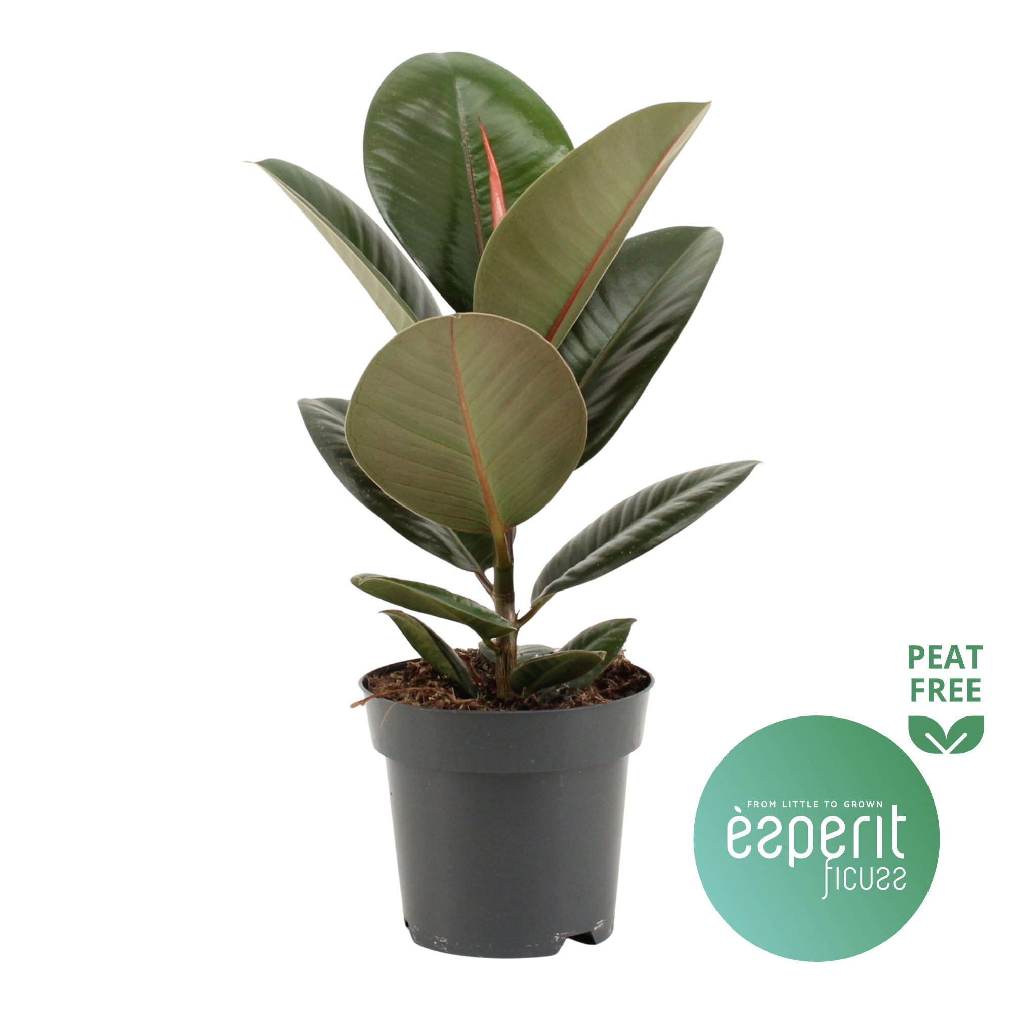 Ficus elastica Robusta, D 14