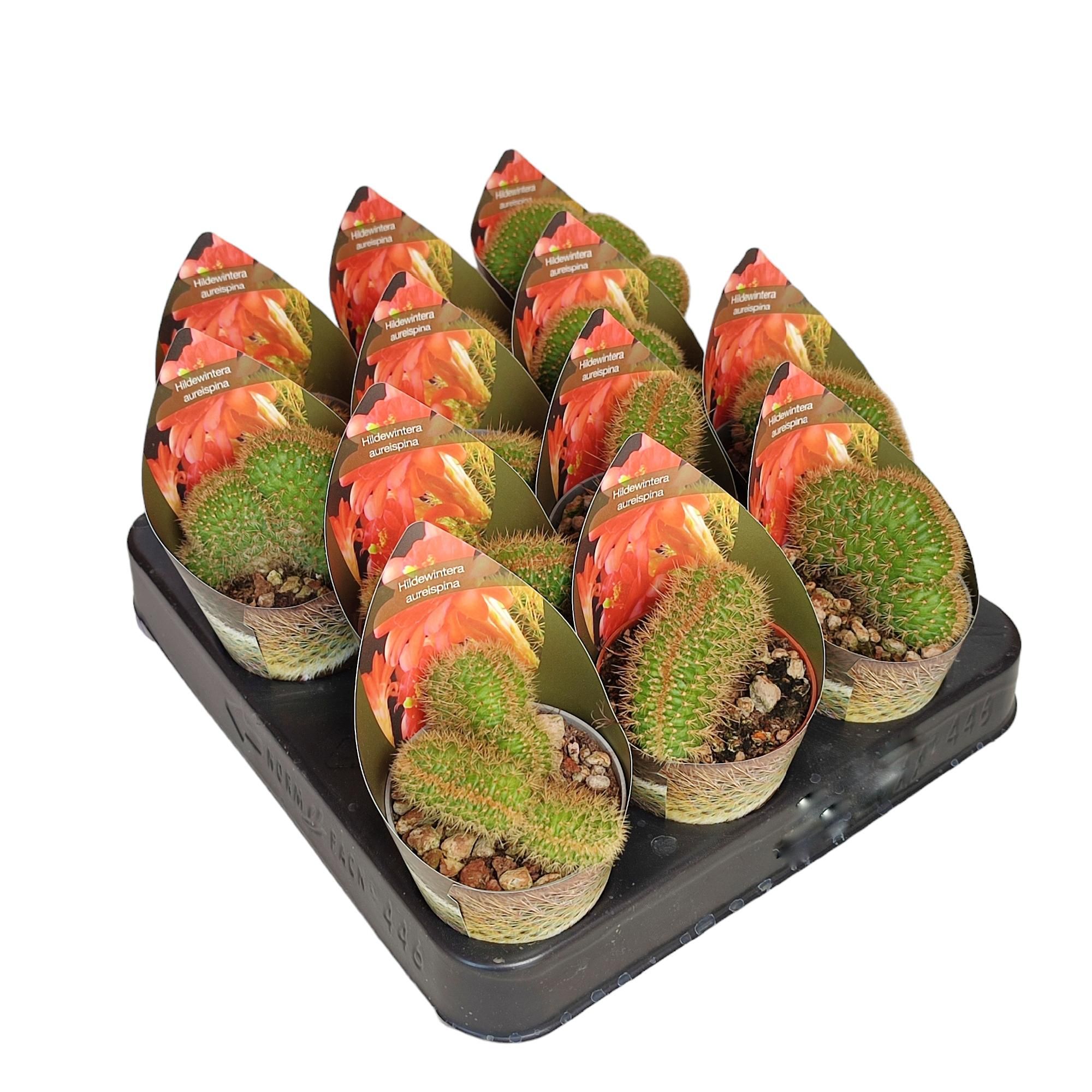 HILDEWINTERA AUREISPINA CRESTATA - POT Ø 6,5 WITH POTCOVER (CACTUS), D 6,5