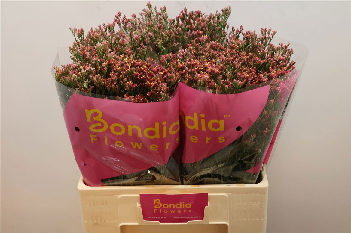 Лимониум Макс Даймонд 60, шт.