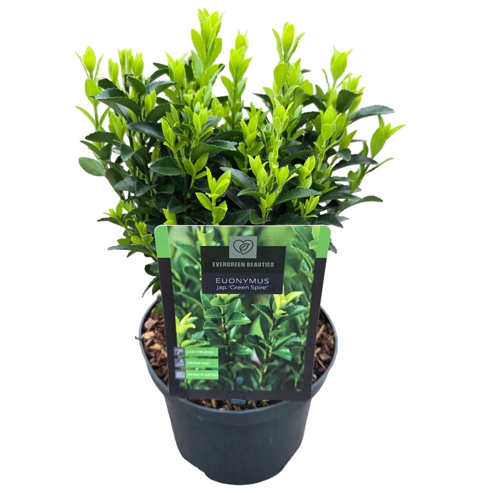 Euonymus jap. 'Green Spire', D 17