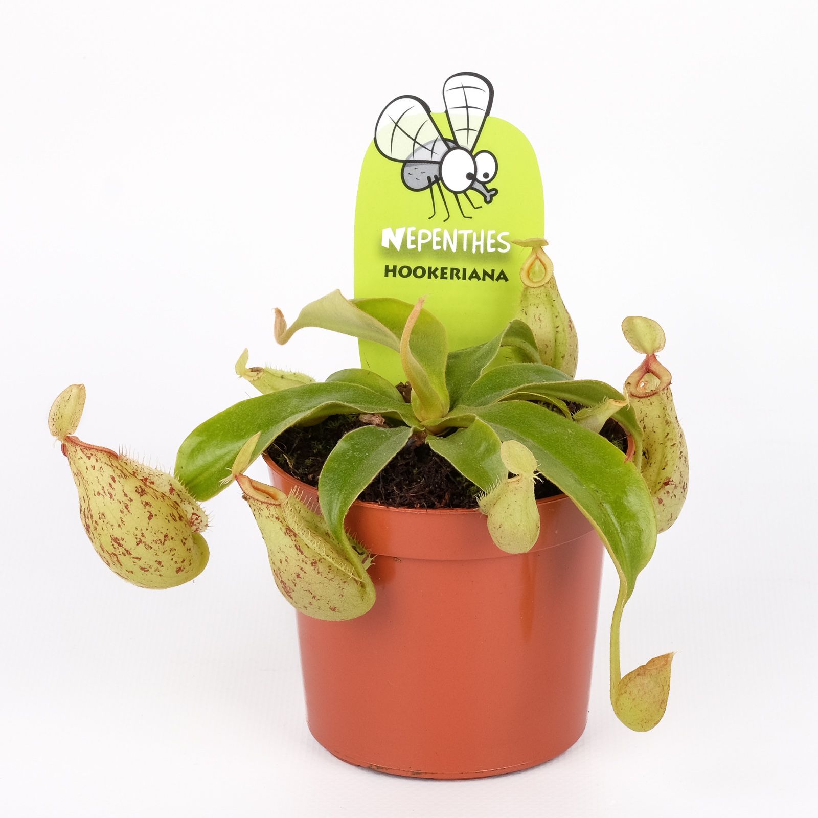 Nepenthes hookeriana, D 8,5