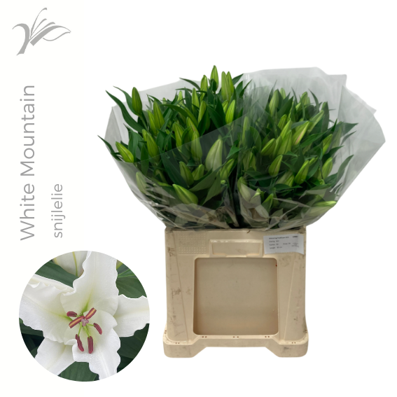 Лилия Ориентал Овериг 65, шт.