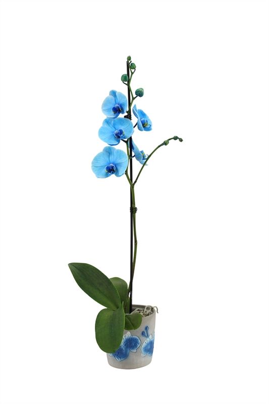 Fiore blue Phal I am Blue 1T09+, D 12
