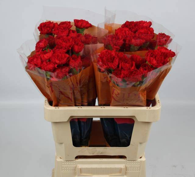 Диантус од. Дон Педро, шт.