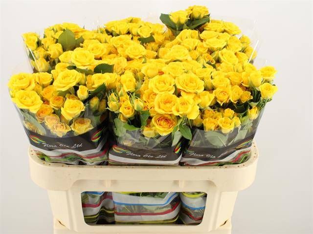 Роза куст. Еллоу Бейб 70, шт.