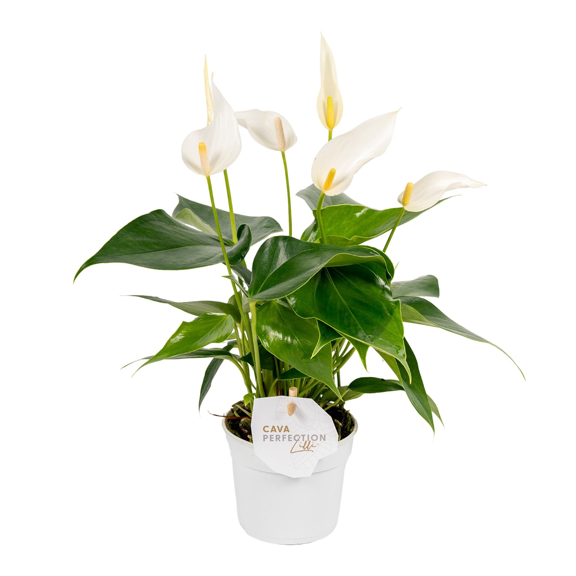 Anthurium 9 cm Lilli White, D 9