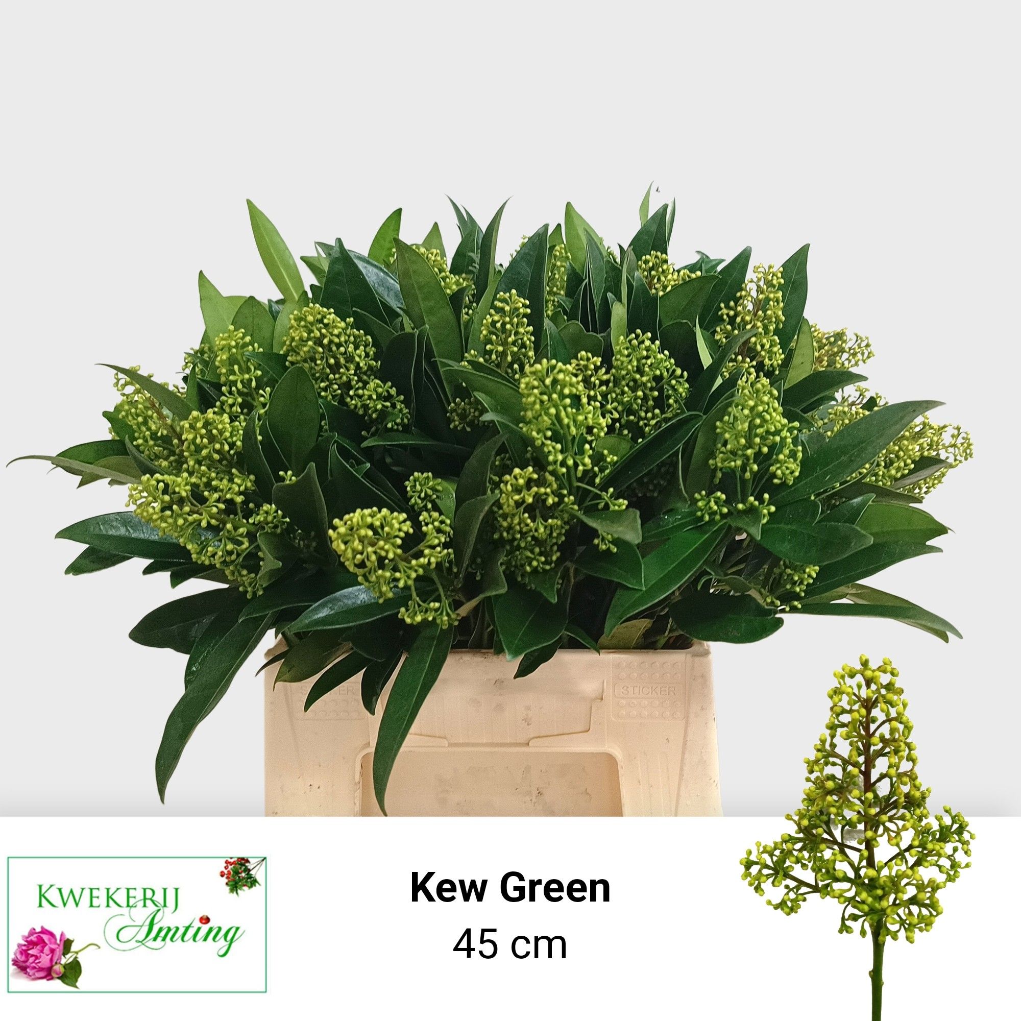 Скимия Кью Грин за пучок 40 (зел.), пуч.