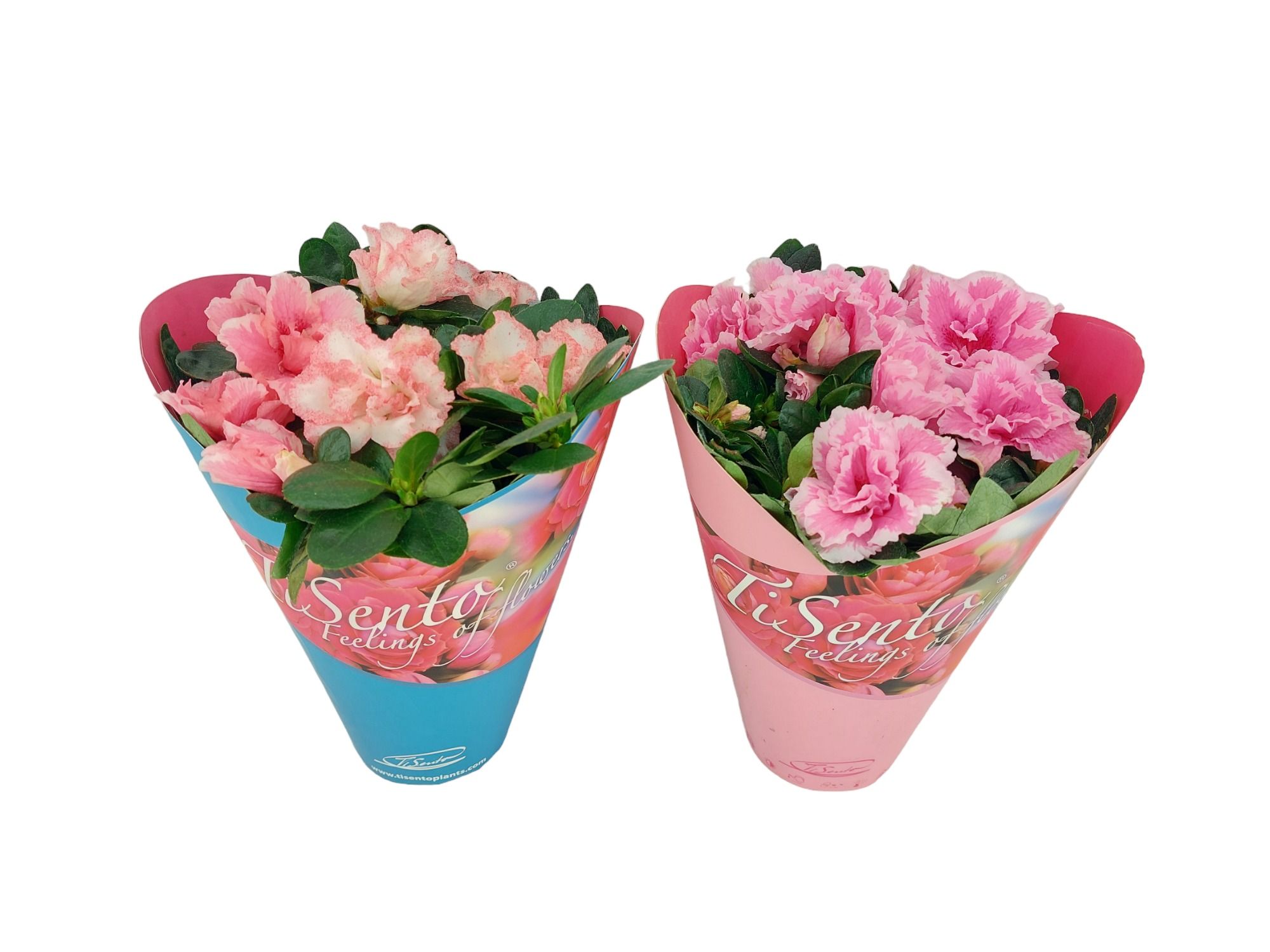 Azalea 12 cm - Potcover, D 12 cm