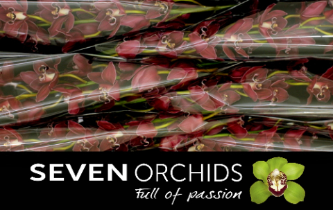 Цимбидиум Брера x6 80, шт.