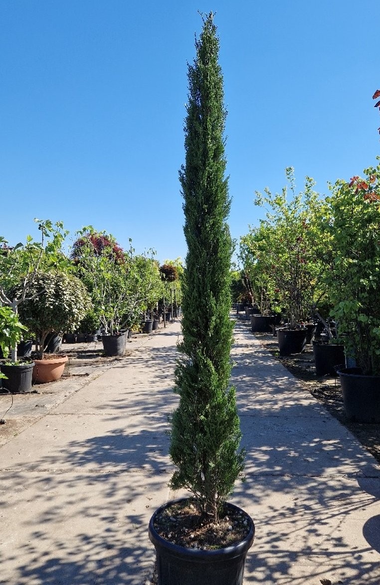 Cupressus sempervirens 'Pyramidalis' 200-250, D 50
