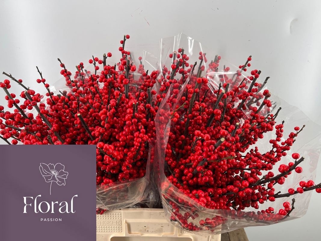 Илекс Красные ягоды 65, шт.