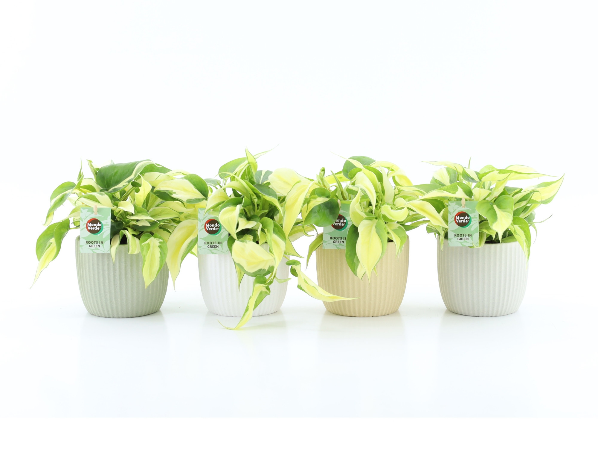 Philodendron scandens Rio in New Sandy Keramiek, D 13