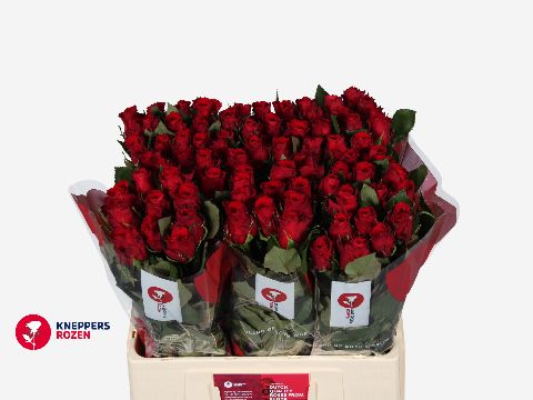 Роза од. Рэд Торч 60, шт. Роза од. Рэд Торч 60, шт.