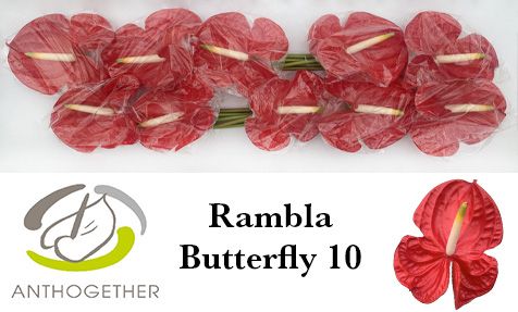 Антуриум Рамбла x10, шт. Антуриум Рамбла x10, шт.