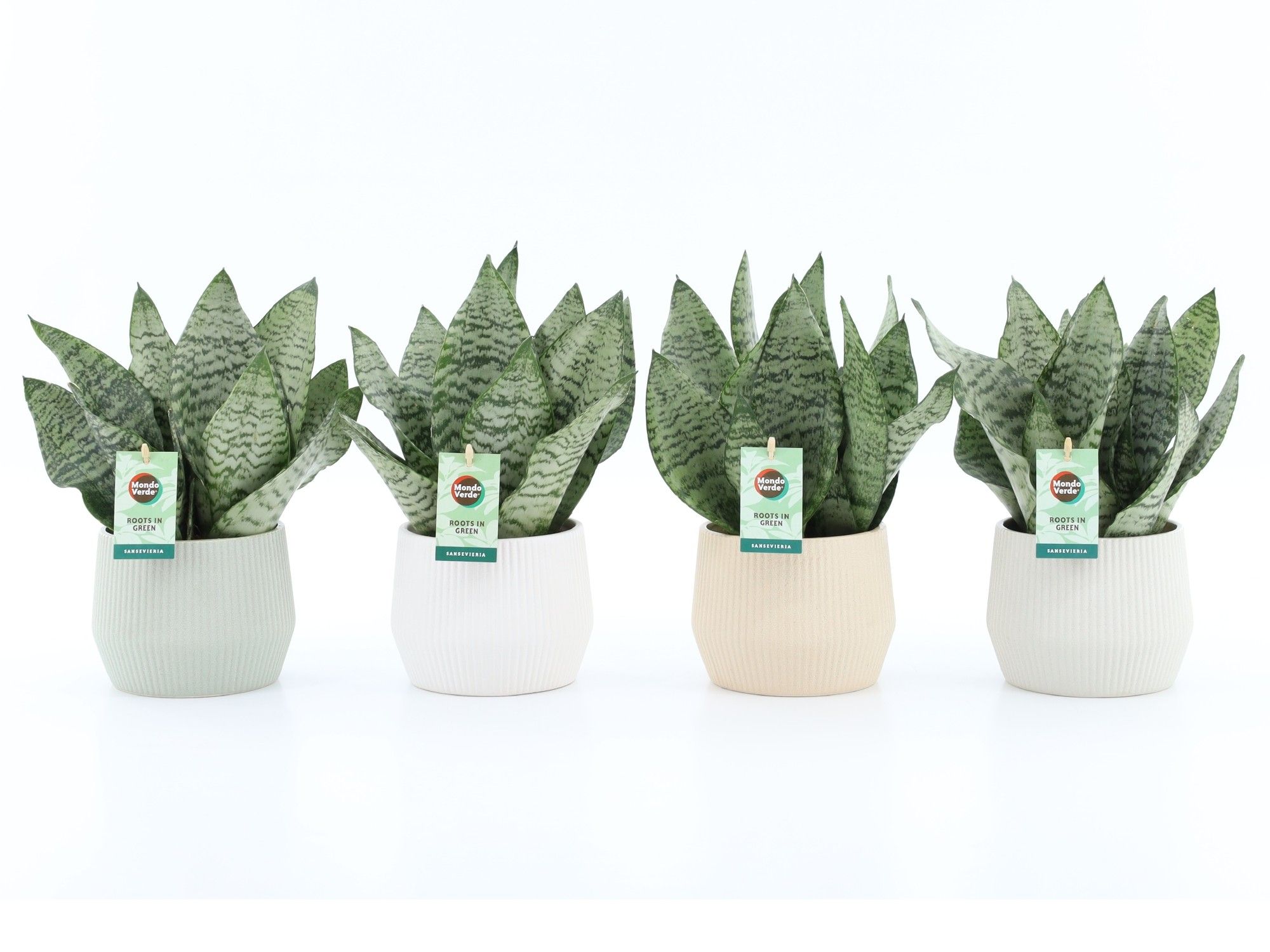 Sansevieria Black Coral in Sandy keramiek, D 15 cm