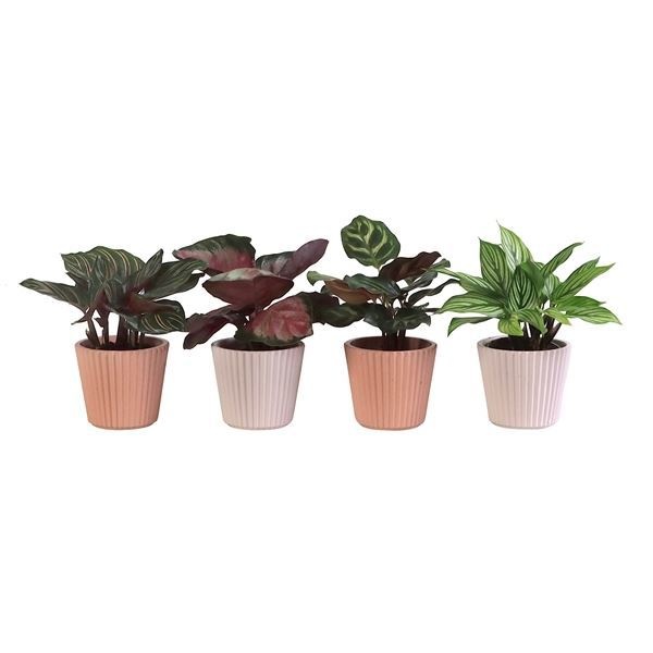 L 65927 with Calathea Mix 6 cm, D 6 cm L 65927 with Calathea Mix 6 cm, D 6 cm