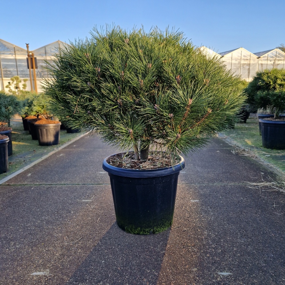 Pinus nigra 'Brepo'®, D 40 cm