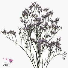 Лимониум Сафора Лилак 70 (фиолет.), шт.