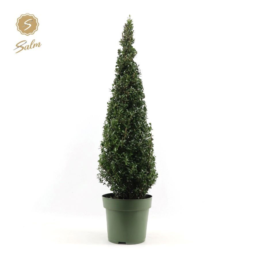 Ilex crenata Pyramid 100cm P27, D 27