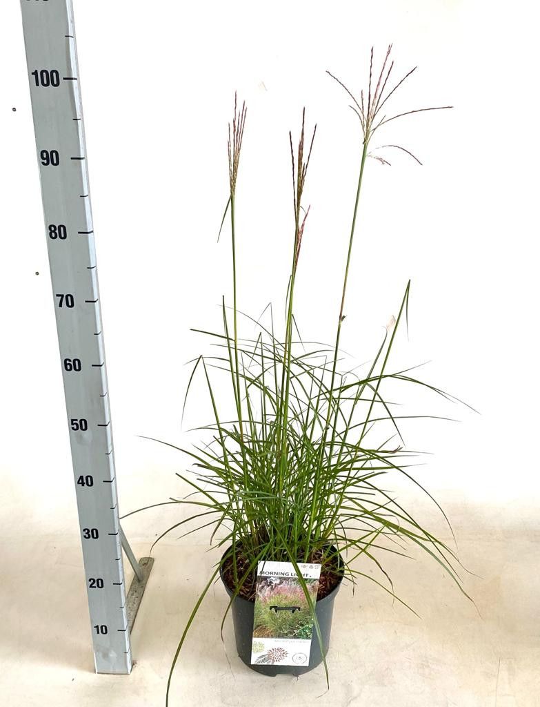 Miscanthus sinensis 'Red Chief', D 23