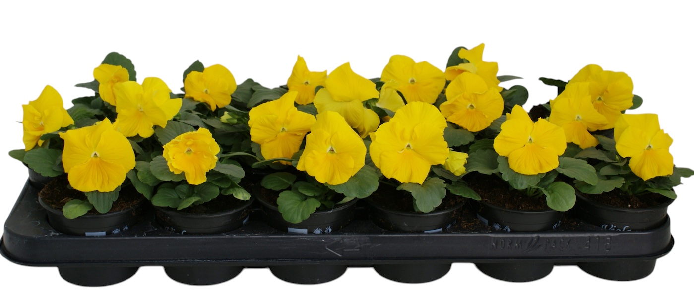 Viool F1 zuiver geel p9, D 9 cm Viool F1 zuiver geel p9, D 9 cm
