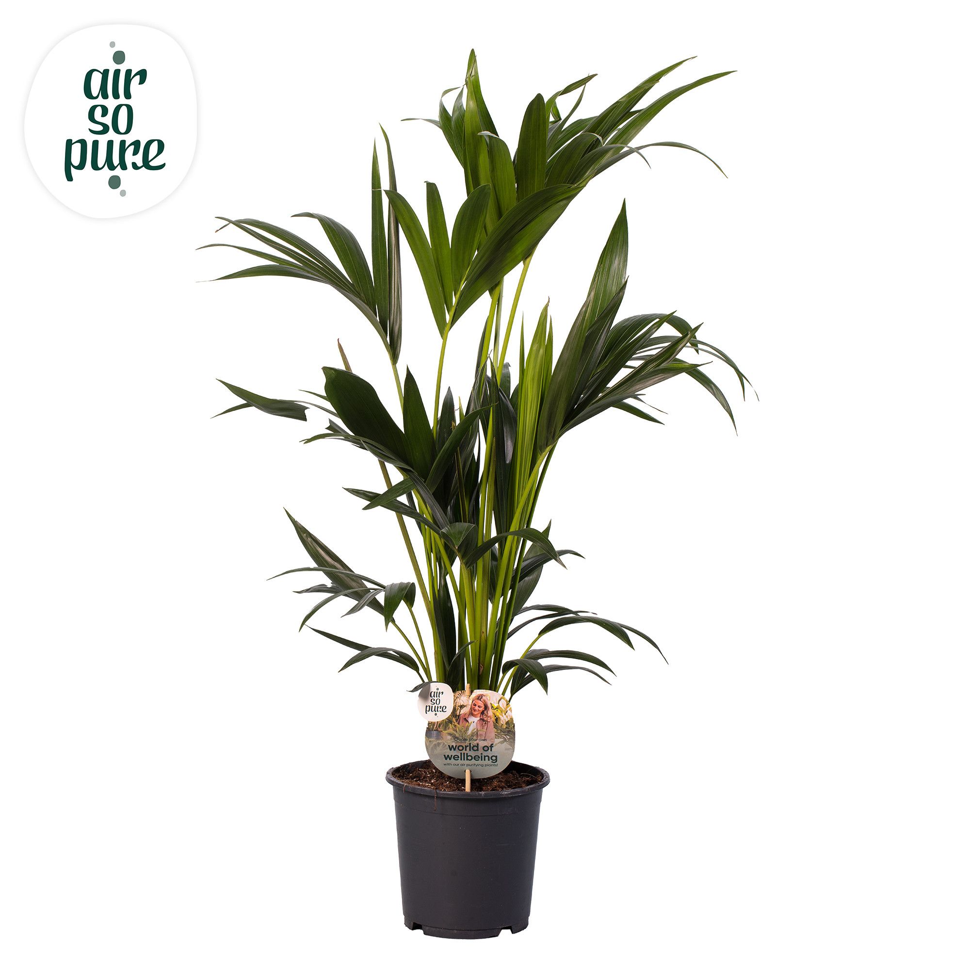 KENTIA - P19 H100 - 6PP - Air So Pure (Howea forsteriana), D 19