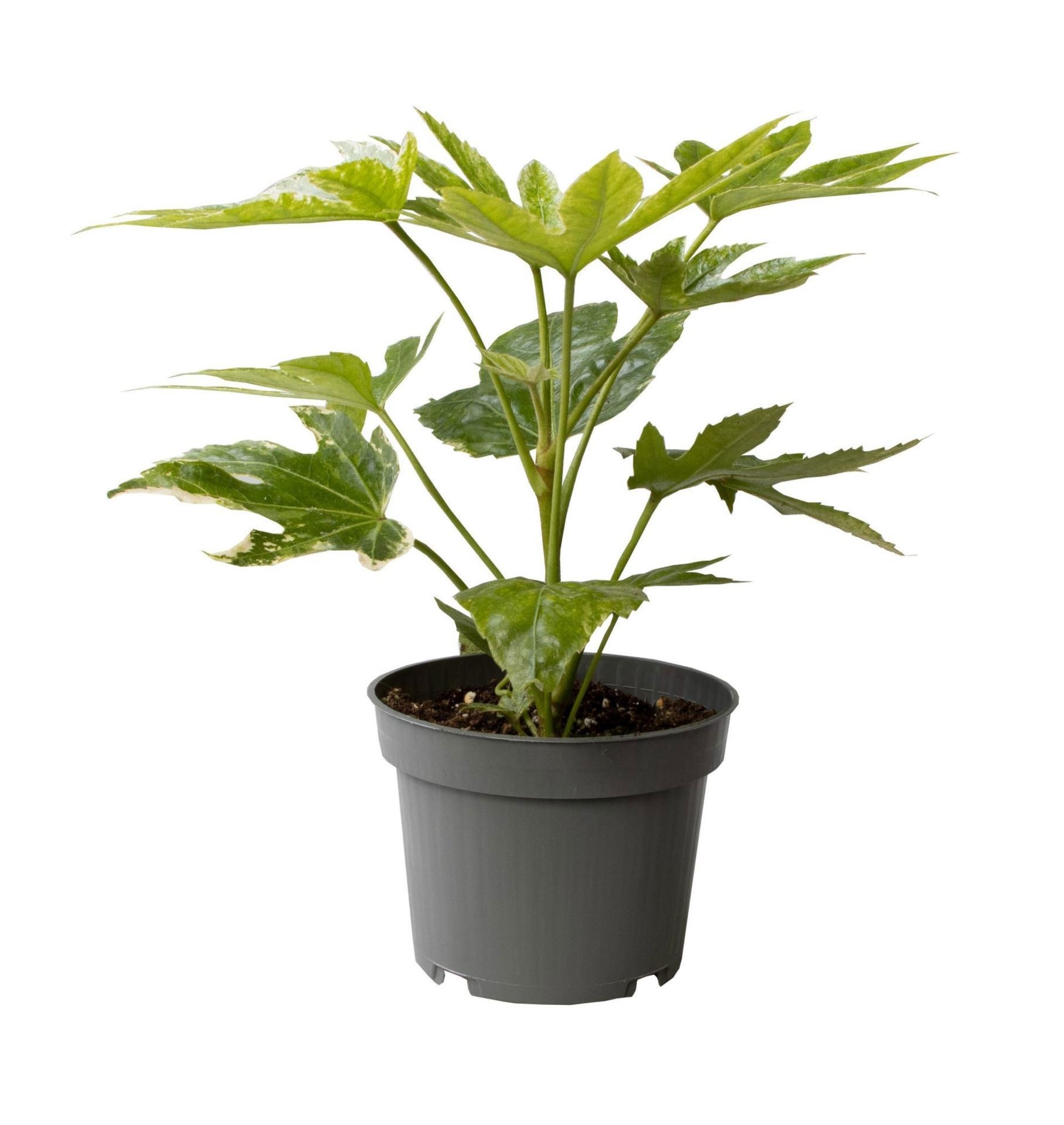 Fatsia Japonica Spider Web Variegata 12 cm, D 12