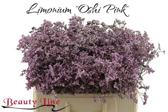 Лимониум Сафора Оши Пинк 60, шт.