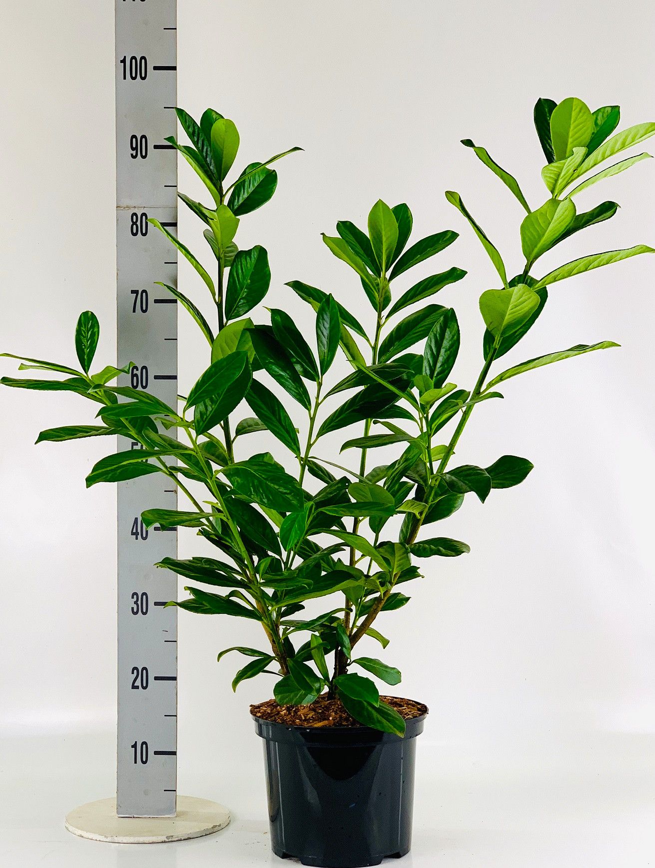 Prunus laur. 'Novita' 60-80cm, D 23