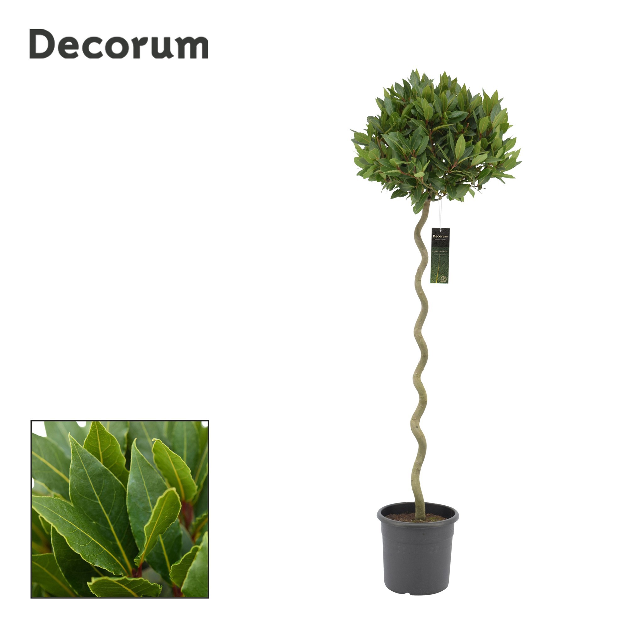 Laurus nobilis Spiraal stam, D 25 cm