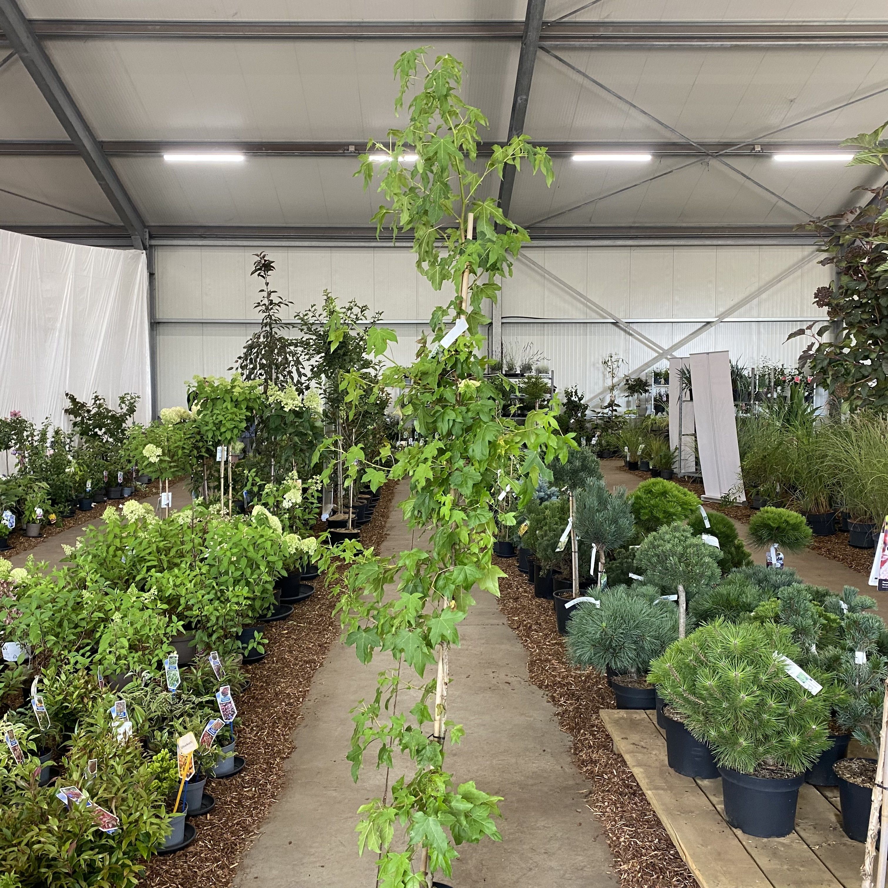Liquidambar styraciflua -- 250 cm gestokt - geveerd, D 29