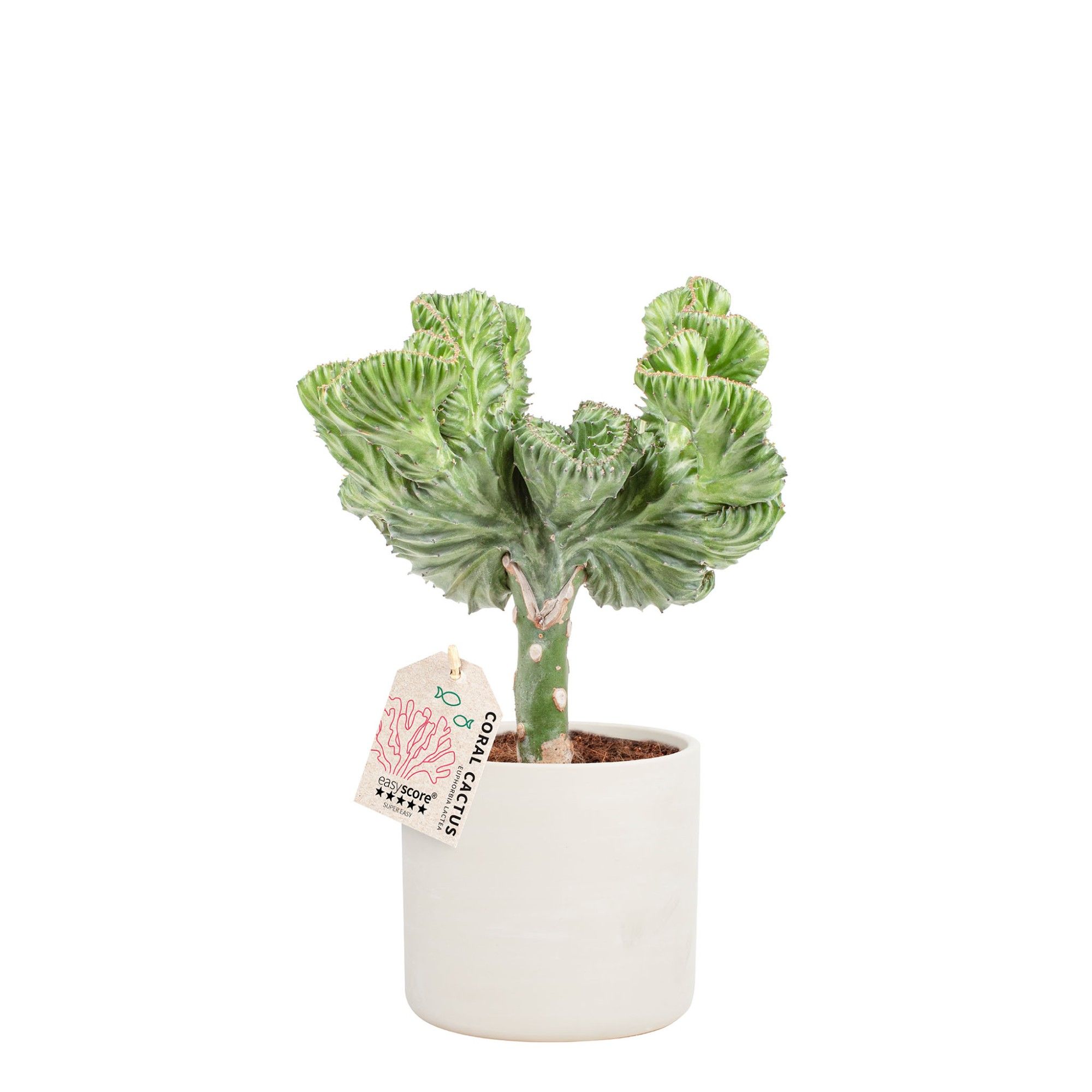 Raw Grey, Euphorbia lactea, D 16 cm Raw Grey, Euphorbia lactea, D 16 cm