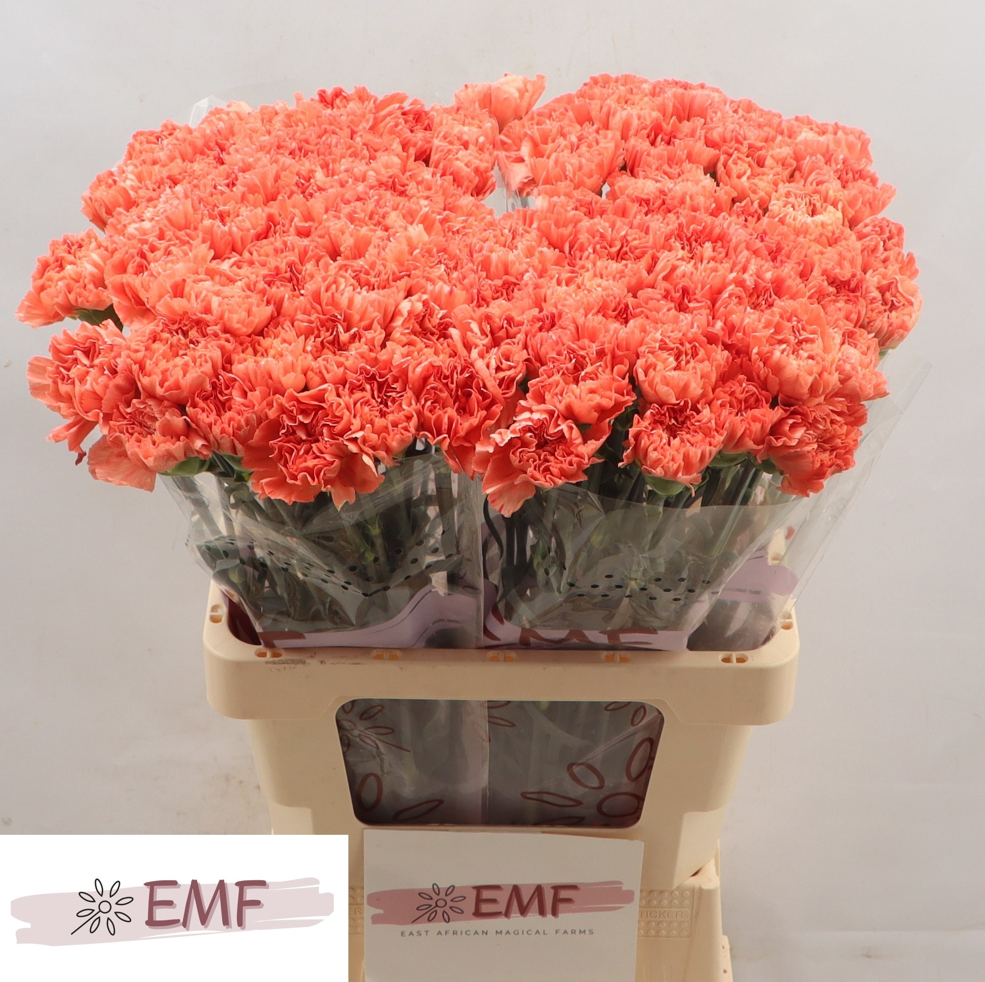 Диантус од. Тамаринд, шт. Диантус од. Тамаринд, шт.