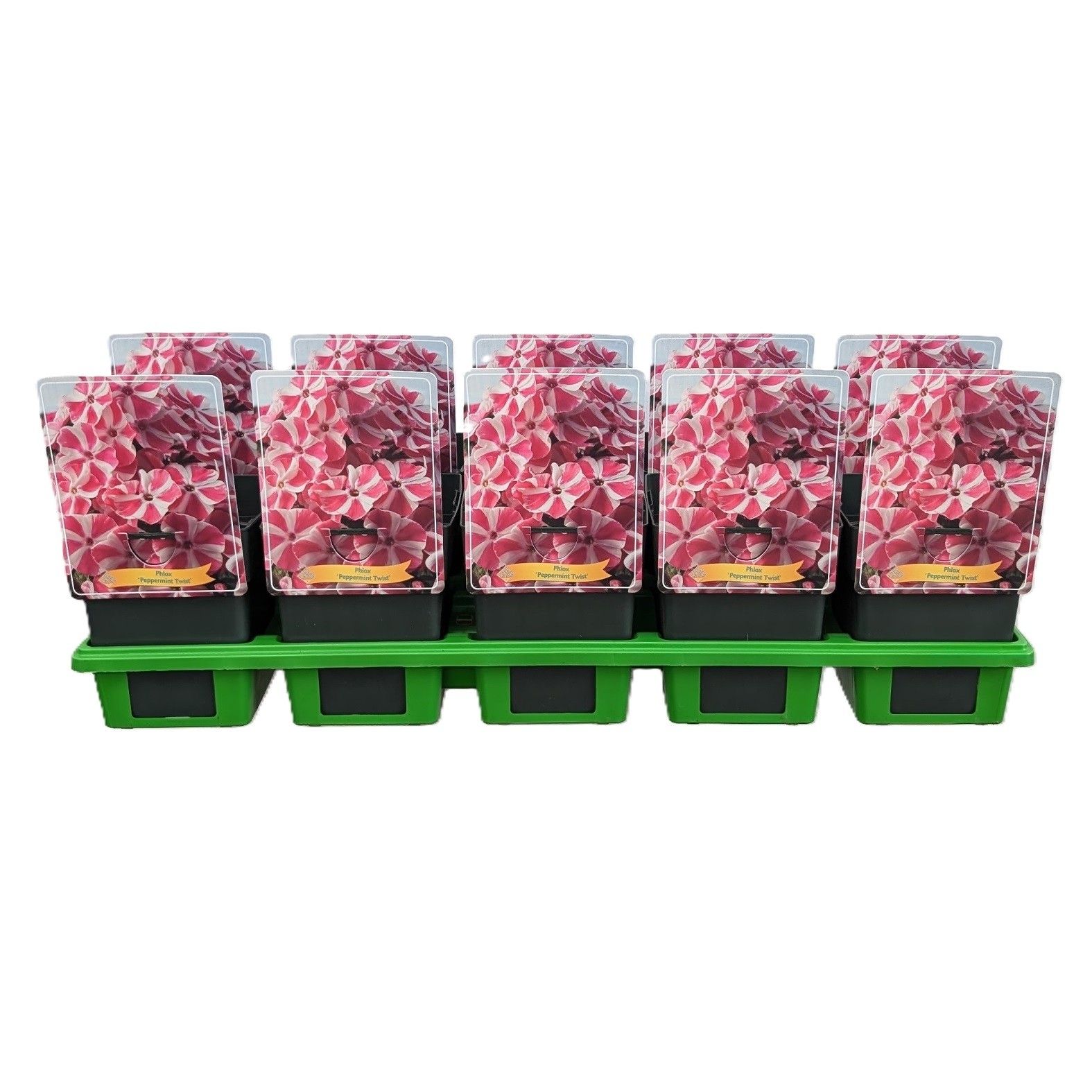 Phlox Paniculata 'Peppermint Twist' P11, D 11