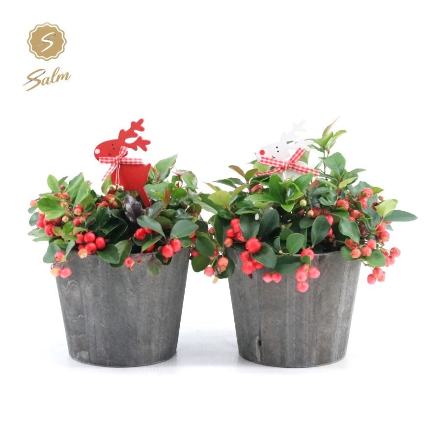 Gaultheria pr. 'Big Berry'® P12 in Wood + Reindeer, D 14 cm