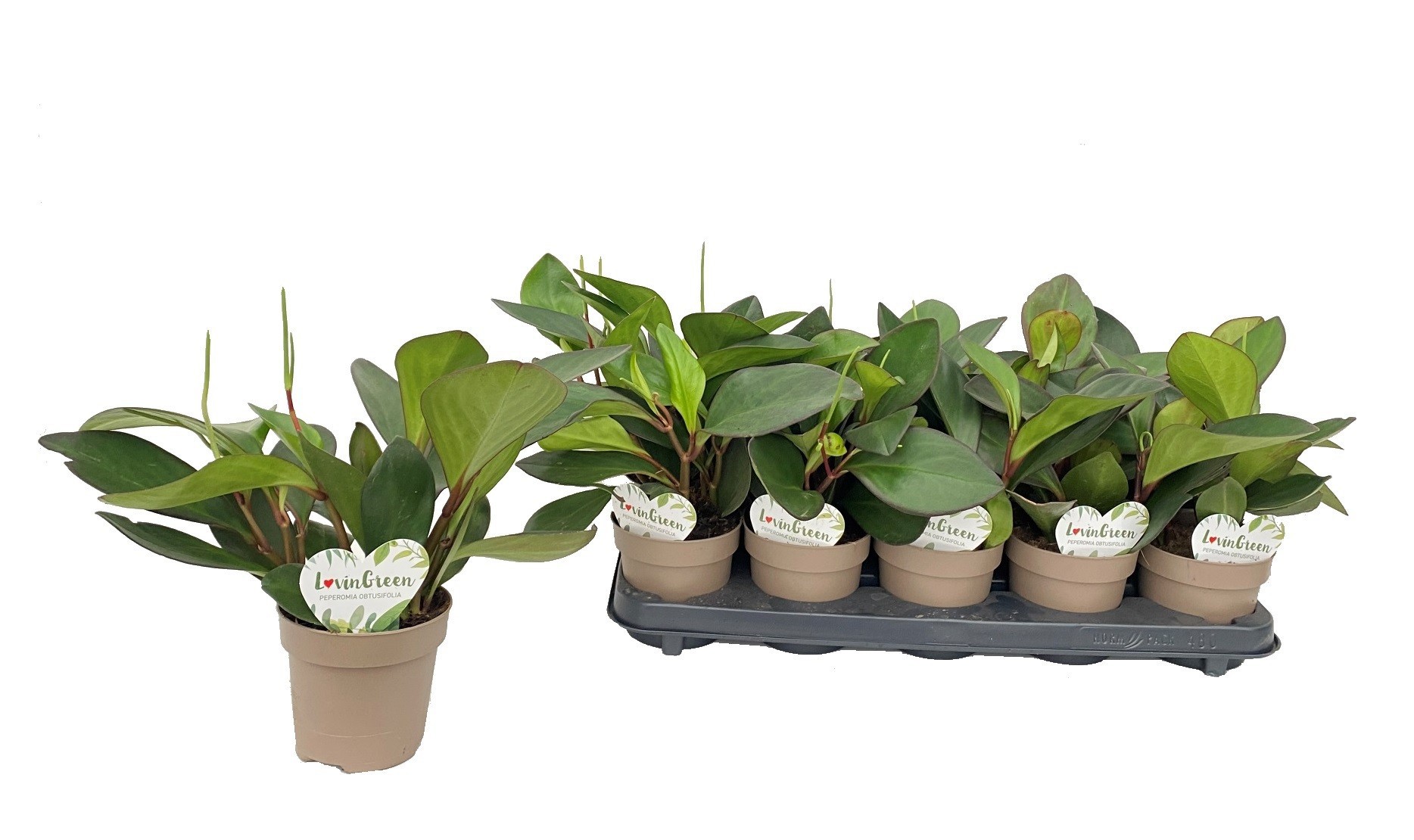 Peperomia Clusiifolia, D 12