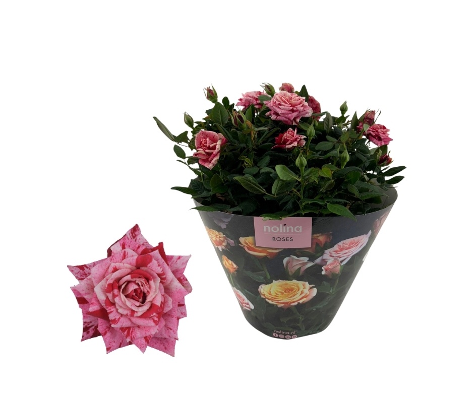 Nolina Roses | Excellent Bowl Special Ganna, D 23
