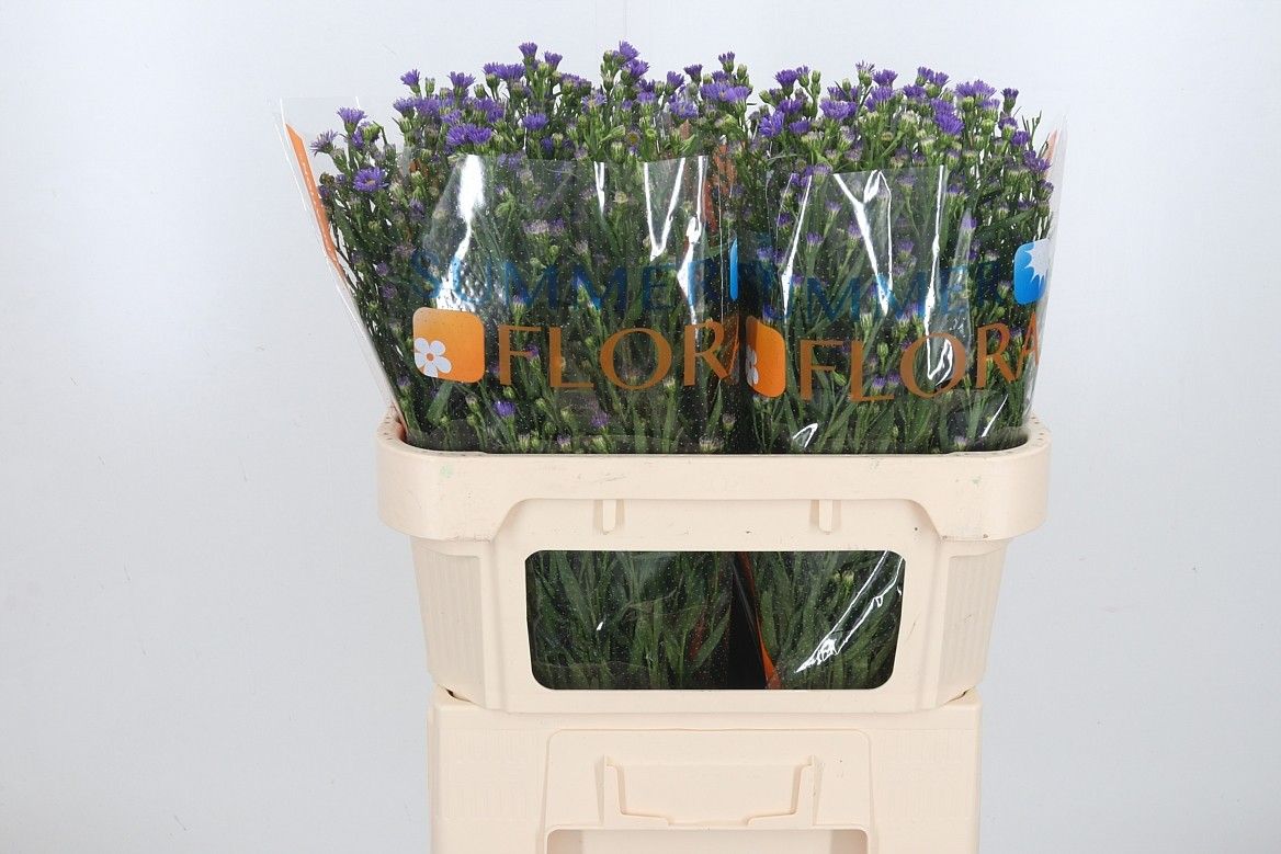 Астер Касамаре 70, шт.