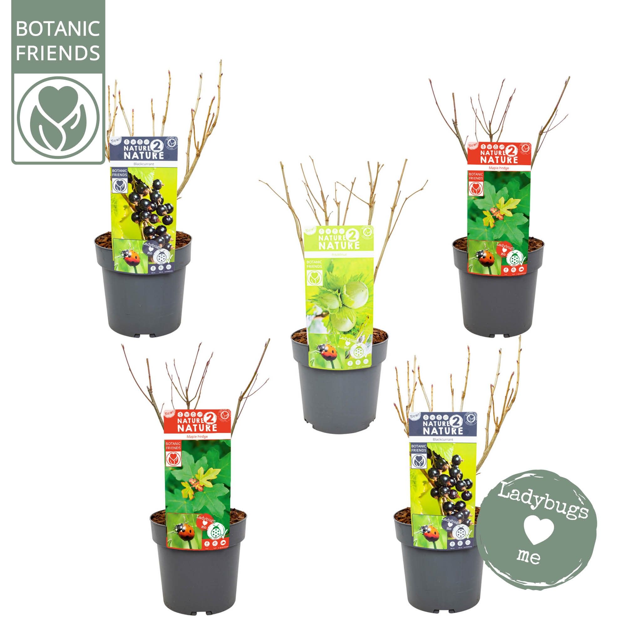 NATURE 2 NATURE - Bug Mix, D 19