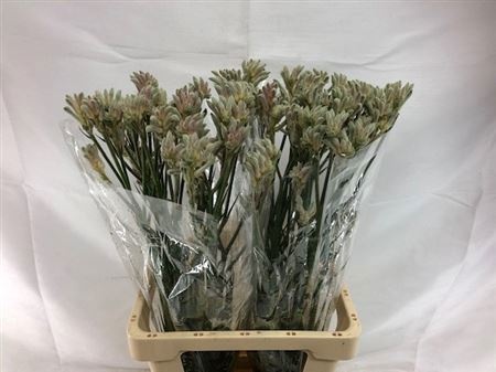 Анигозантус Баш Даймонд 70 (зел.), шт.