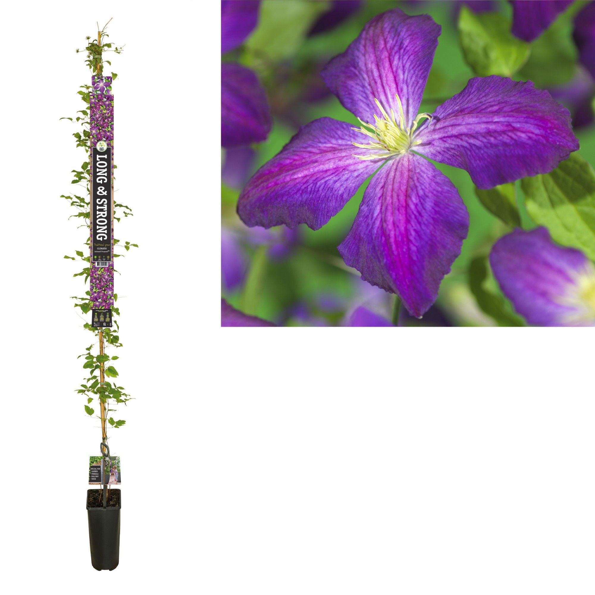 Clematis Jackmanii Purpurea PBR +Long & strong label, D 23