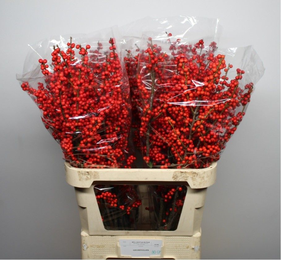 Илекс Красные ягоды 80, шт.